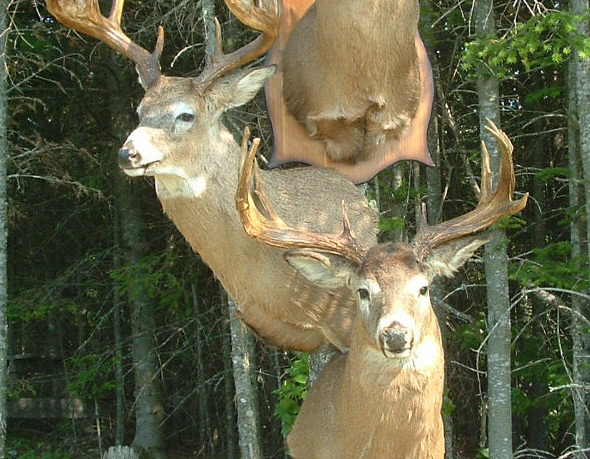 Adairs Outfitters Moose Heads